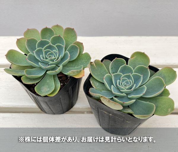 エケベリア:シチフクジン 3号ポット