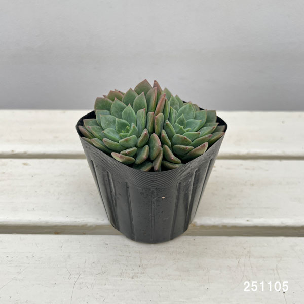 エケベリア:エメラルドリップ 3号ポット