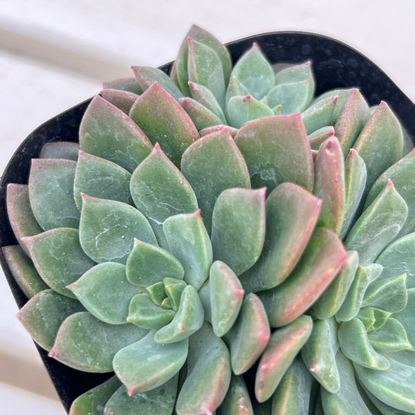 エケベリア:エメラルドリップ 3号ポット