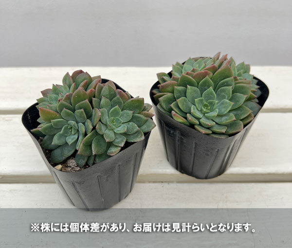 エケベリア:エメラルドリップ 3号ポット