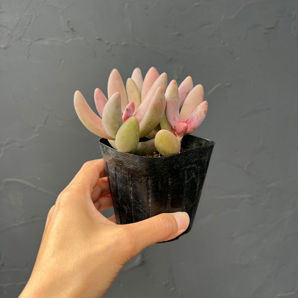 パキセダム:キャンディーグレープ 3号ポット