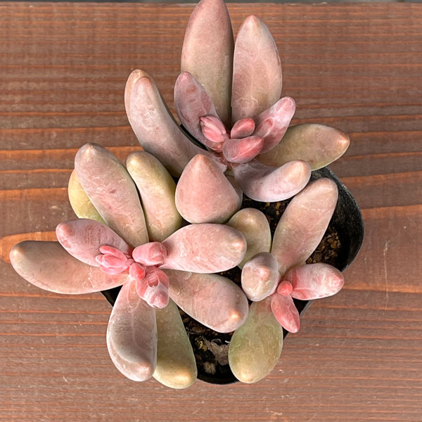 パキセダム:キャンディーグレープ 3号ポット