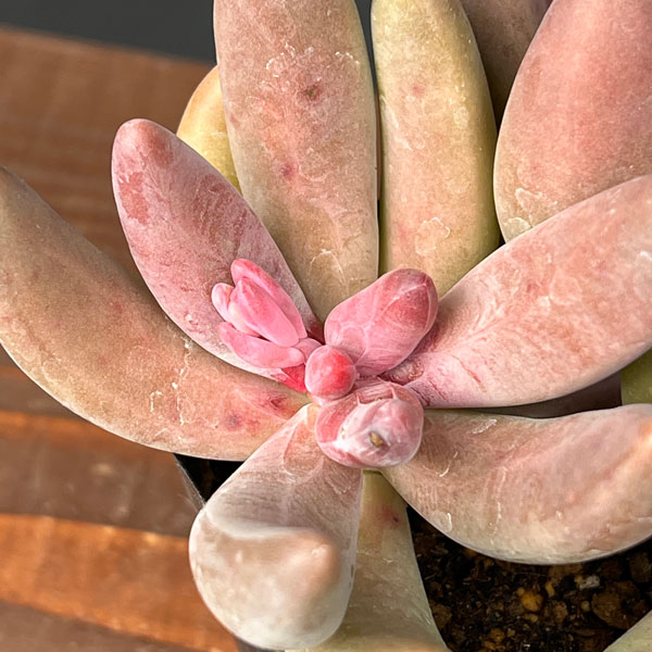 パキセダム:キャンディーグレープ 3号ポット