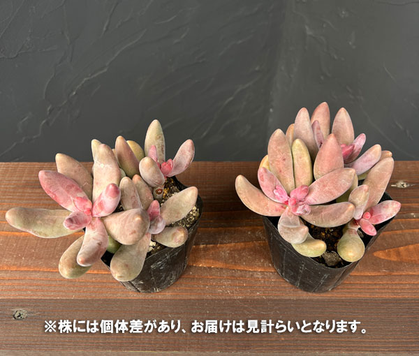 パキセダム:キャンディーグレープ 3号ポット