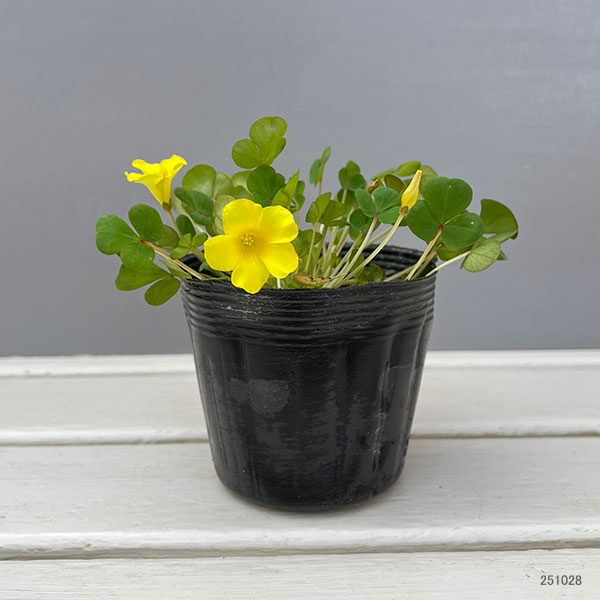 オキザリス:ナミブイエロー3.5号ポット