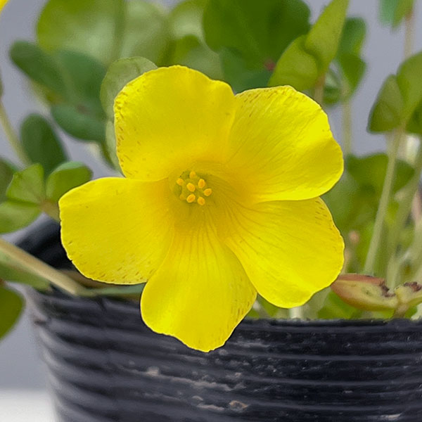 オキザリス:ナミブイエロー3.5号ポット