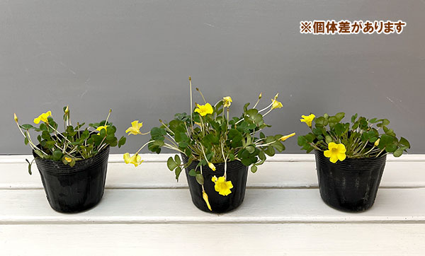 オキザリス:ナミブイエロー3.5号ポット