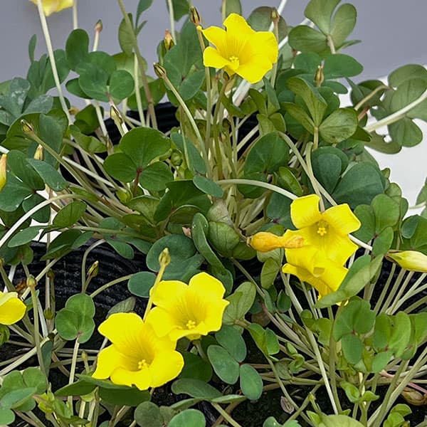 オキザリス:ナミブイエロー3.5号ポット