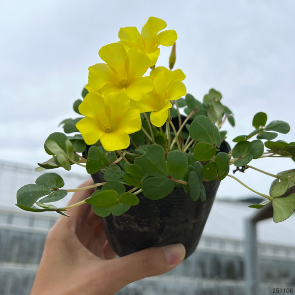 オキザリス：ナミブイエロー3.5号ポット