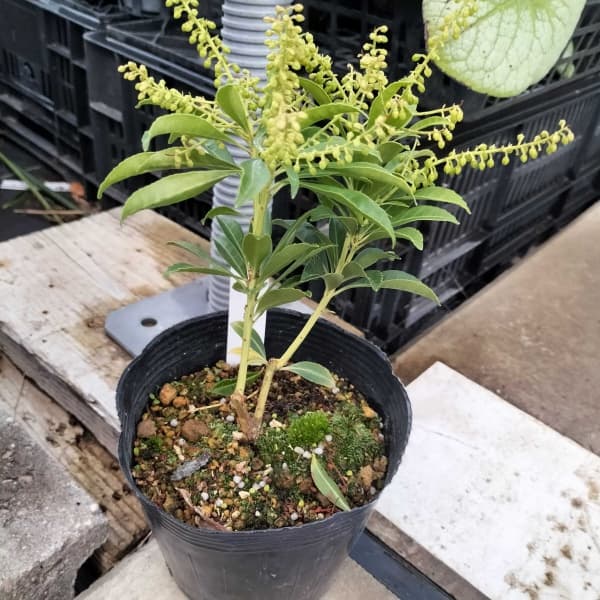 (わけあり特価)アセビ(馬酔木):屋久島アセビ4.5号ポット