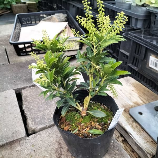 (わけあり特価)アセビ(馬酔木):屋久島アセビ4.5号ポット