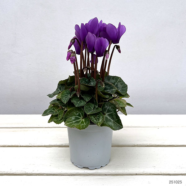 ガーデンシクラメン　ドラゴン　ディープブルー❷ 3号硬質ポット苗《10/15》 園芸ネット本店｜シクラメン：ドラゴン ディープブルー3号ポット