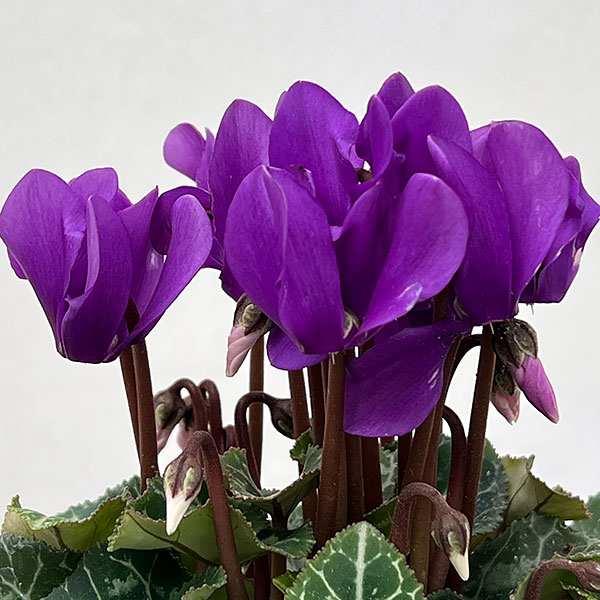 園芸ネット本店｜シクラメン：ドラゴン ディープブルー3号ポット