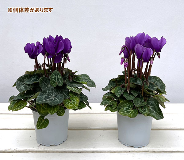 園芸ネット本店｜シクラメン：ドラゴン ディープブルー3号ポット