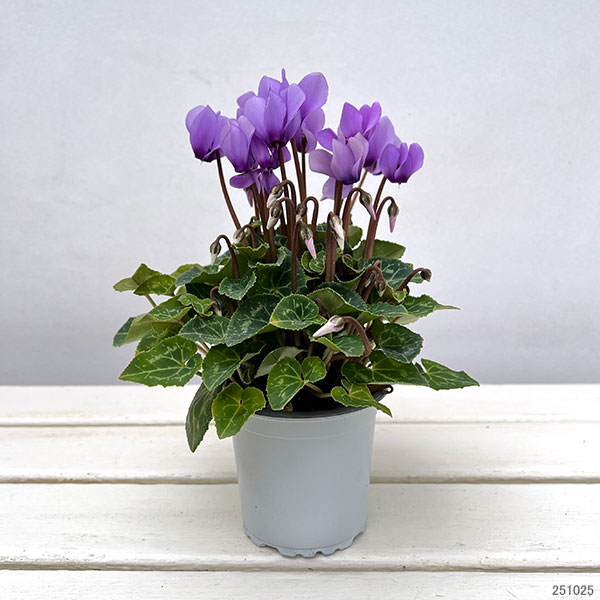 園芸ネット本店｜シクラメン：ドラゴン ライトブルー3号ポット（北海道