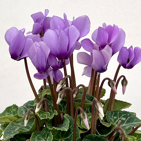 園芸ネット本店｜シクラメン：ドラゴン ライトブルー3号ポット（北海道