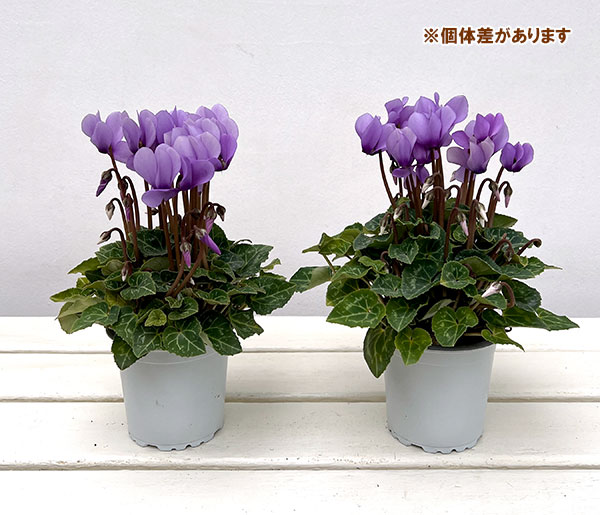 Ｘ＿ＢＲＥＡＫ　シクラメン３点セット ドラゴン2種、フェアリーラブ 園芸ネット本店｜シクラメン：ドラゴン ライトブルー3号ポット（北海道