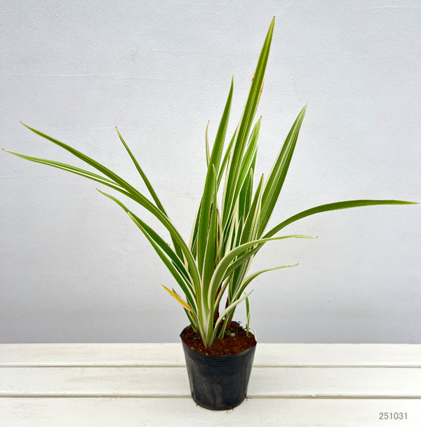 ディアネラ(キキョウラン)白斑入り4号ポット