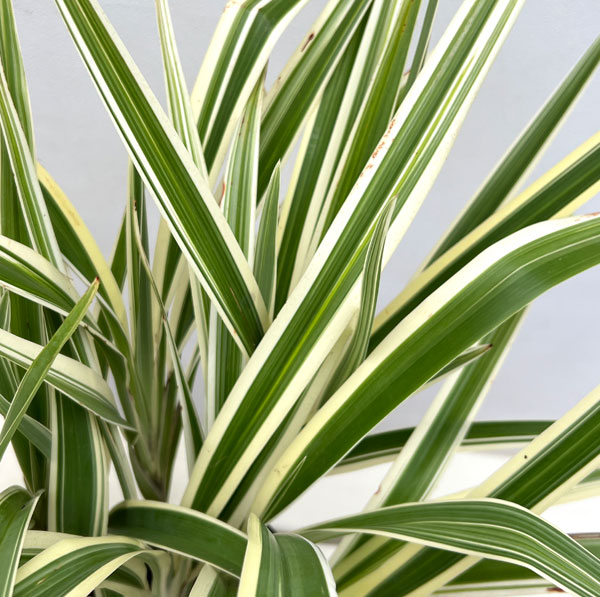 ディアネラ(キキョウラン)白斑入り4号ポット