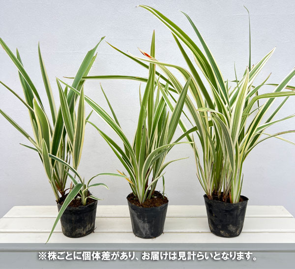 ディアネラ(キキョウラン)白斑入り4号ポット