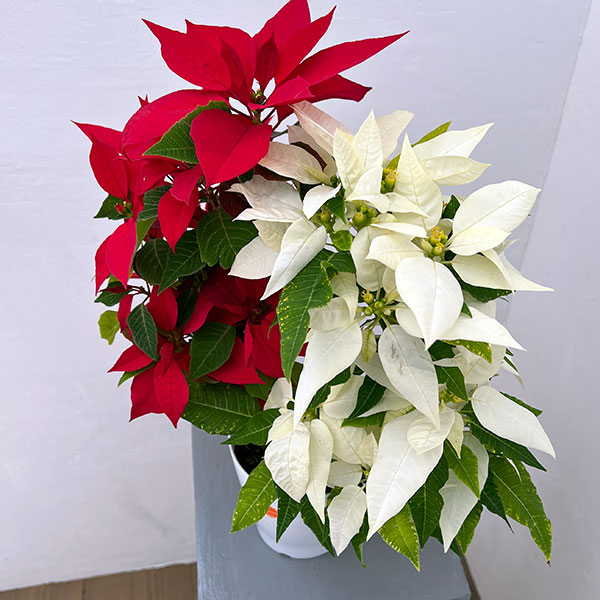ポインセチア:紅白リース仕立て4号鉢植え