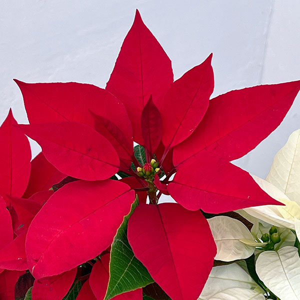 ポインセチア:紅白リース仕立て4号鉢植え