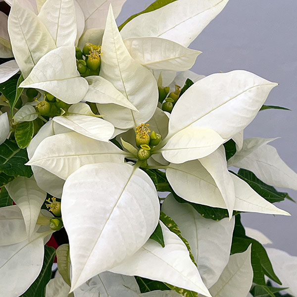 ポインセチア:紅白リース仕立て4号鉢植え