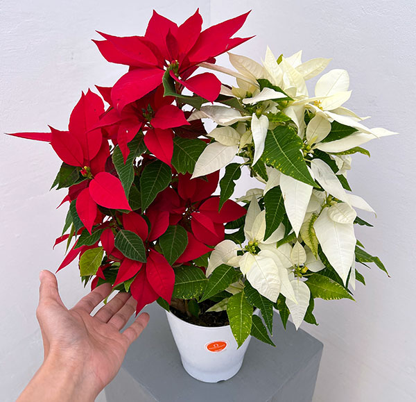 ポインセチア:紅白リース仕立て4号鉢植え