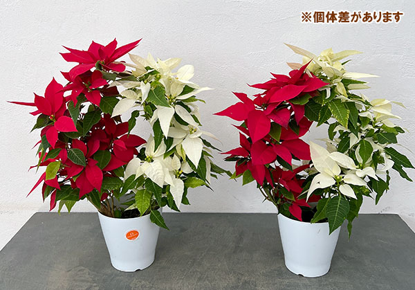 ポインセチア:紅白リース仕立て4号鉢植え