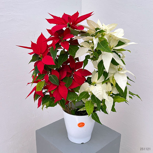 ポインセチア:紅白リース仕立て4号鉢植え