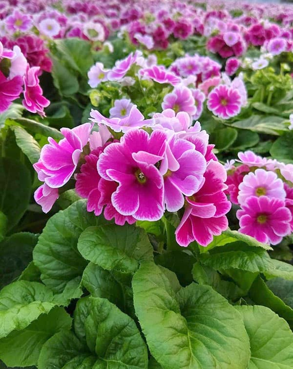 プリムラ:オブコニカ リブレ ローズピコティ4号鉢植え