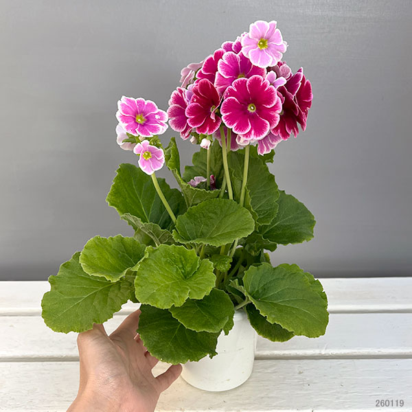 プリムラ：オブコニカ リブレ　ローズピコティ4号鉢植え