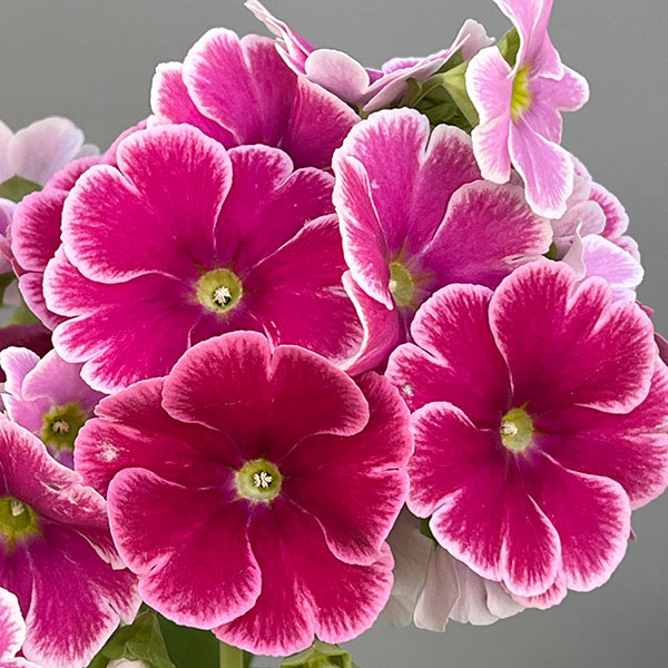 プリムラ：オブコニカ リブレ　ローズピコティ4号鉢植え