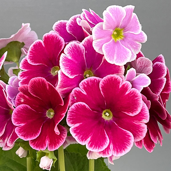 プリムラ：オブコニカ リブレ　ローズピコティ4号鉢植え