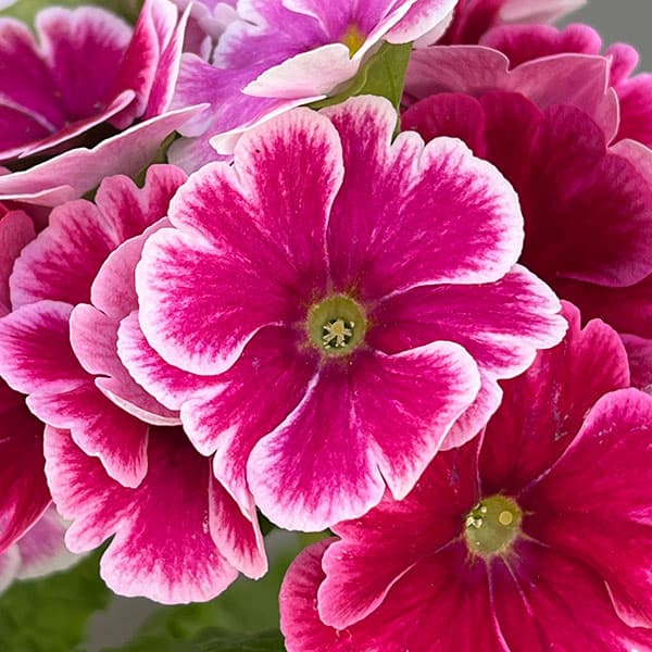 プリムラ：オブコニカ リブレ　ローズピコティ4号鉢植え