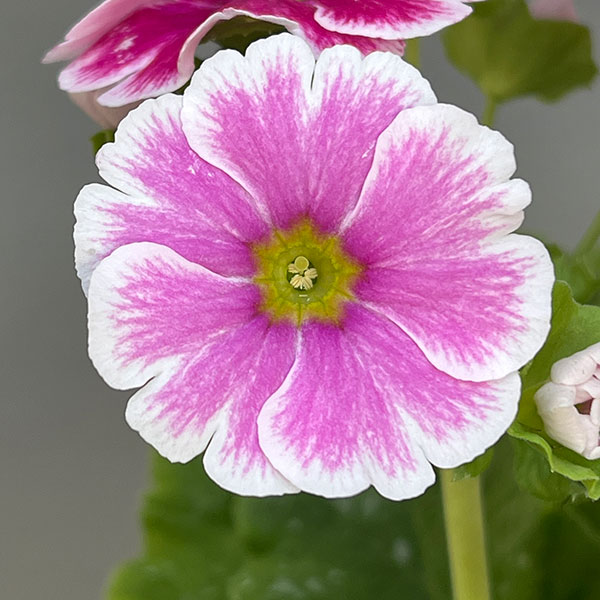 プリムラ：オブコニカ リブレ　ローズピコティ4号鉢植え