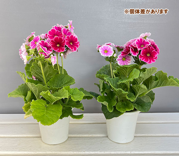 プリムラ：オブコニカ リブレ　ローズピコティ4号鉢植え