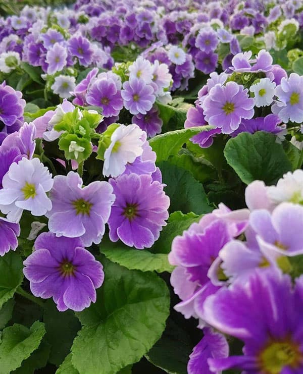 プリムラ:オブコニカ リブレ ブルーピコティ4号鉢植え