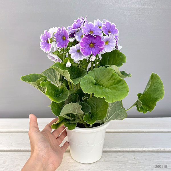 プリムラ:オブコニカ リブレ ブルーピコティ4号鉢植え