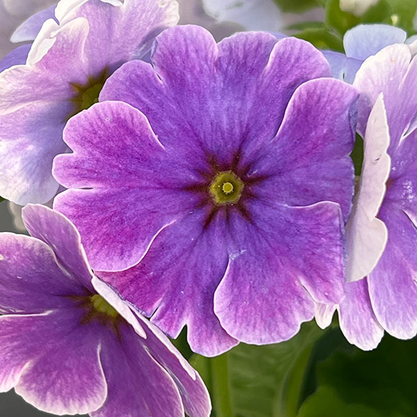 プリムラ:オブコニカ リブレ ブルーピコティ4号鉢植え