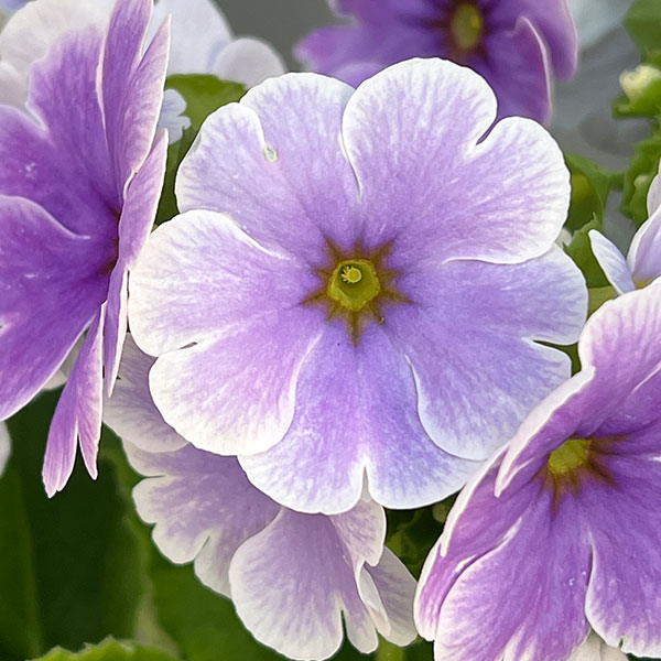 プリムラ:オブコニカ リブレ ブルーピコティ4号鉢植え