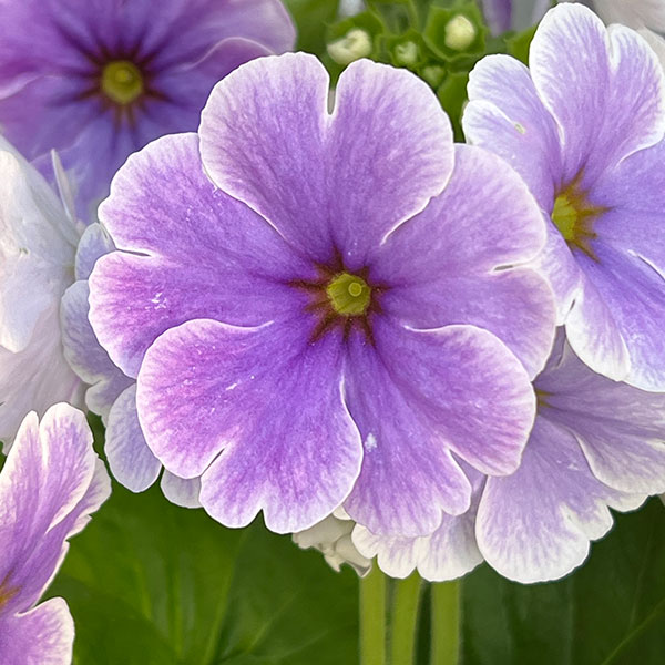 プリムラ:オブコニカ リブレ ブルーピコティ4号鉢植え