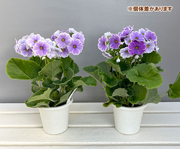 プリムラ:オブコニカ リブレ ブルーピコティ4号鉢植え