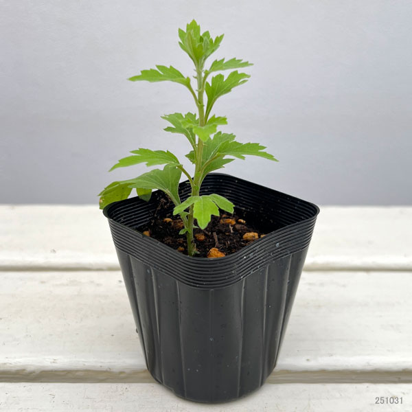 キク(菊):ディトナ2.5号ポット