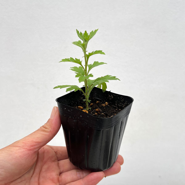 キク(菊):ディトナ2.5号ポット