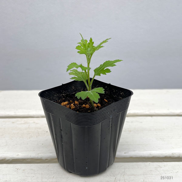 キク(菊):ピスコ2.5号ポット