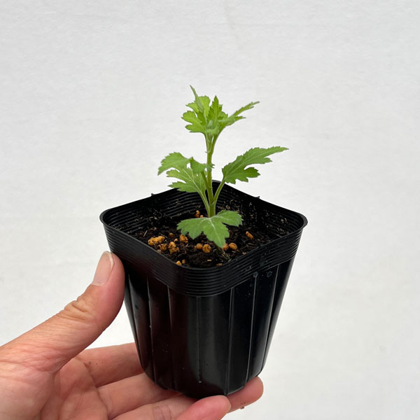 キク(菊):ピスコ2.5号ポット