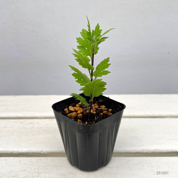 二度咲く変わり菊:ルース2.5号ポット