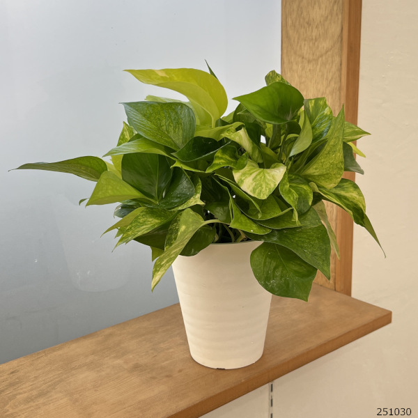 ポトス3種ミックス植え5号鉢植え