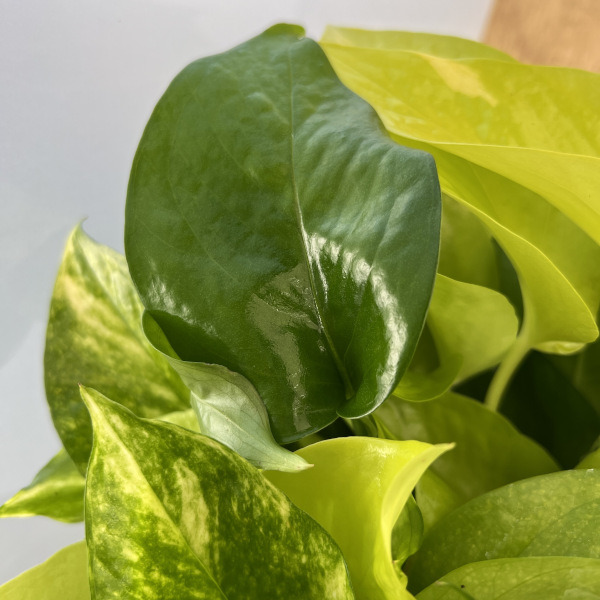 ポトス3種ミックス植え5号鉢植え